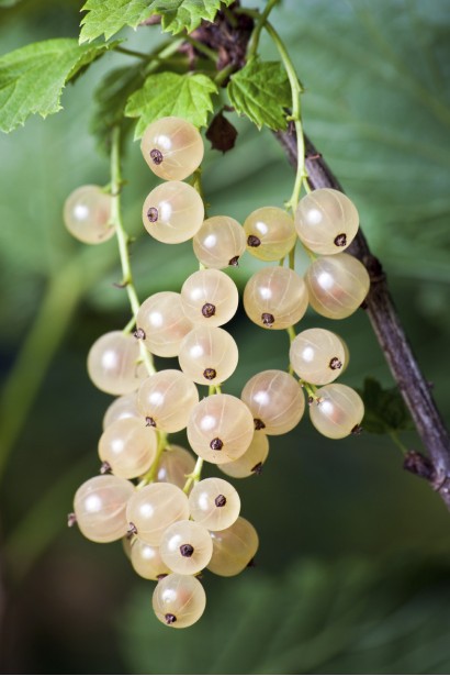 Смородина белая Уайт Холландер